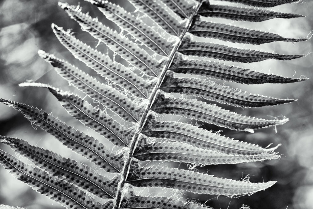 Black and White Macro shot of Fern Frond