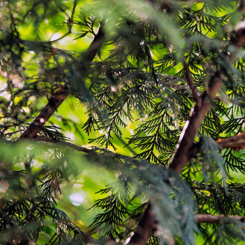 A closeup look of scaley pine leaves.
